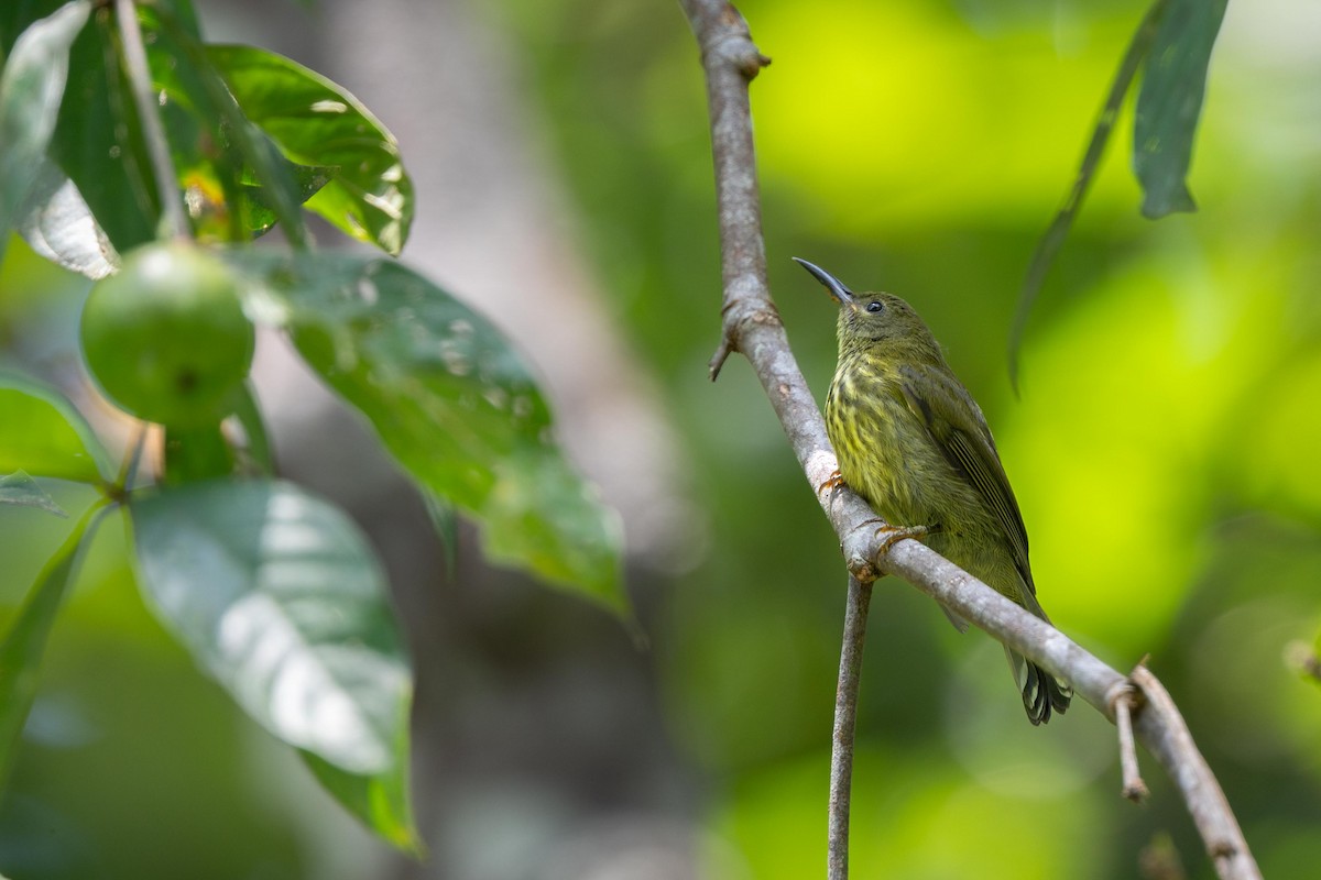Purple-naped Spiderhunter - ML640947252