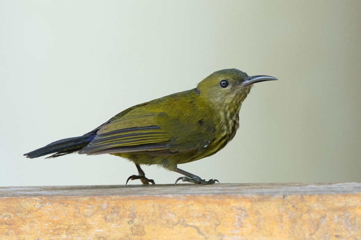 Purple-naped Spiderhunter - ML640947253