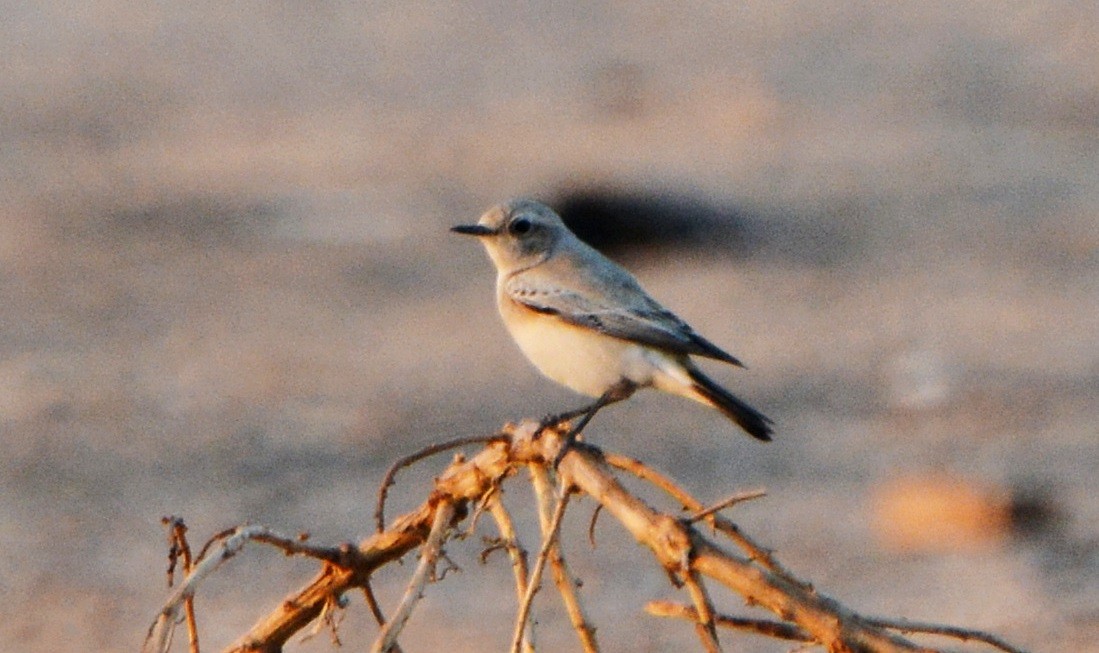 Desert Wheatear - ML640947260
