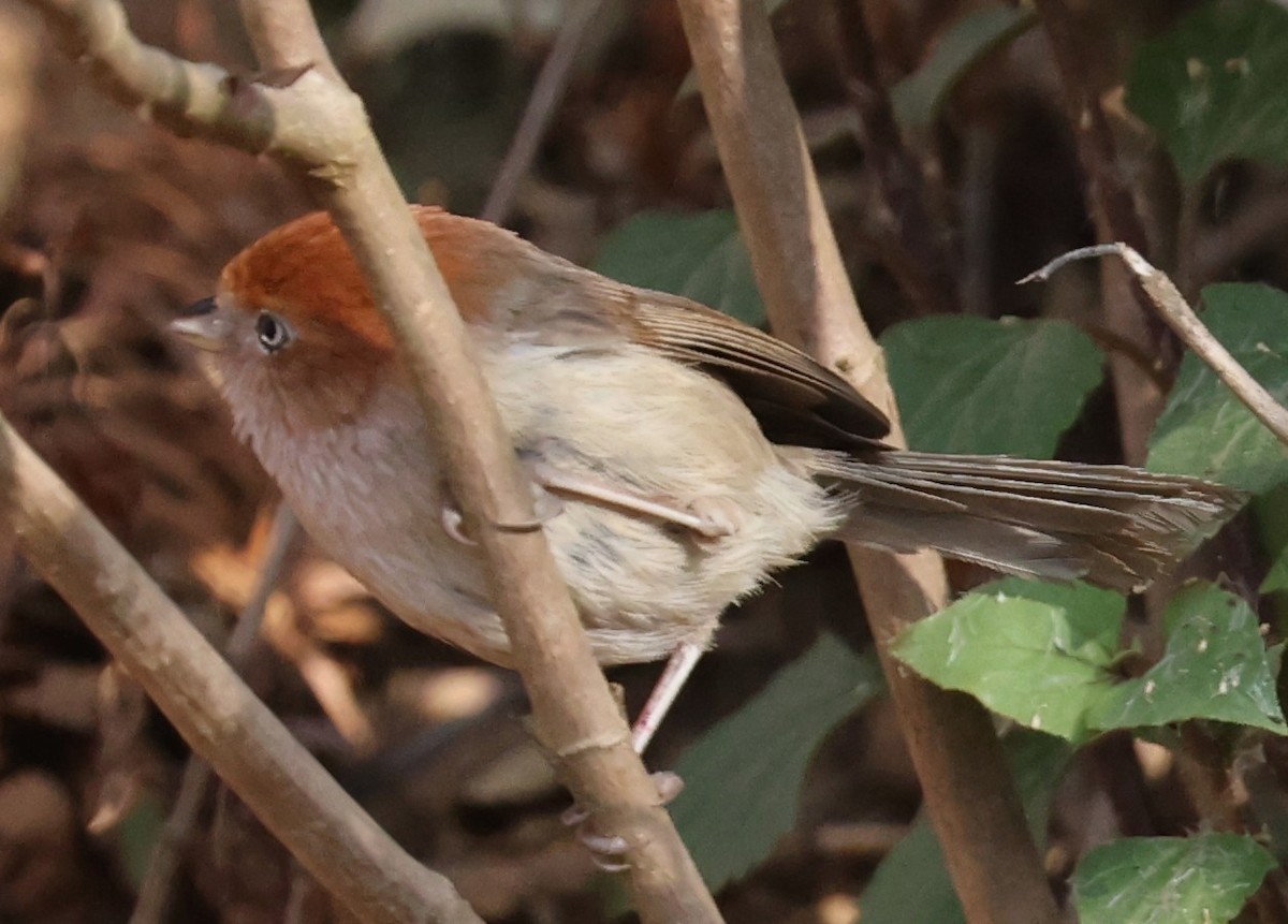 Eye-ringed Parrotbill - ML640947263