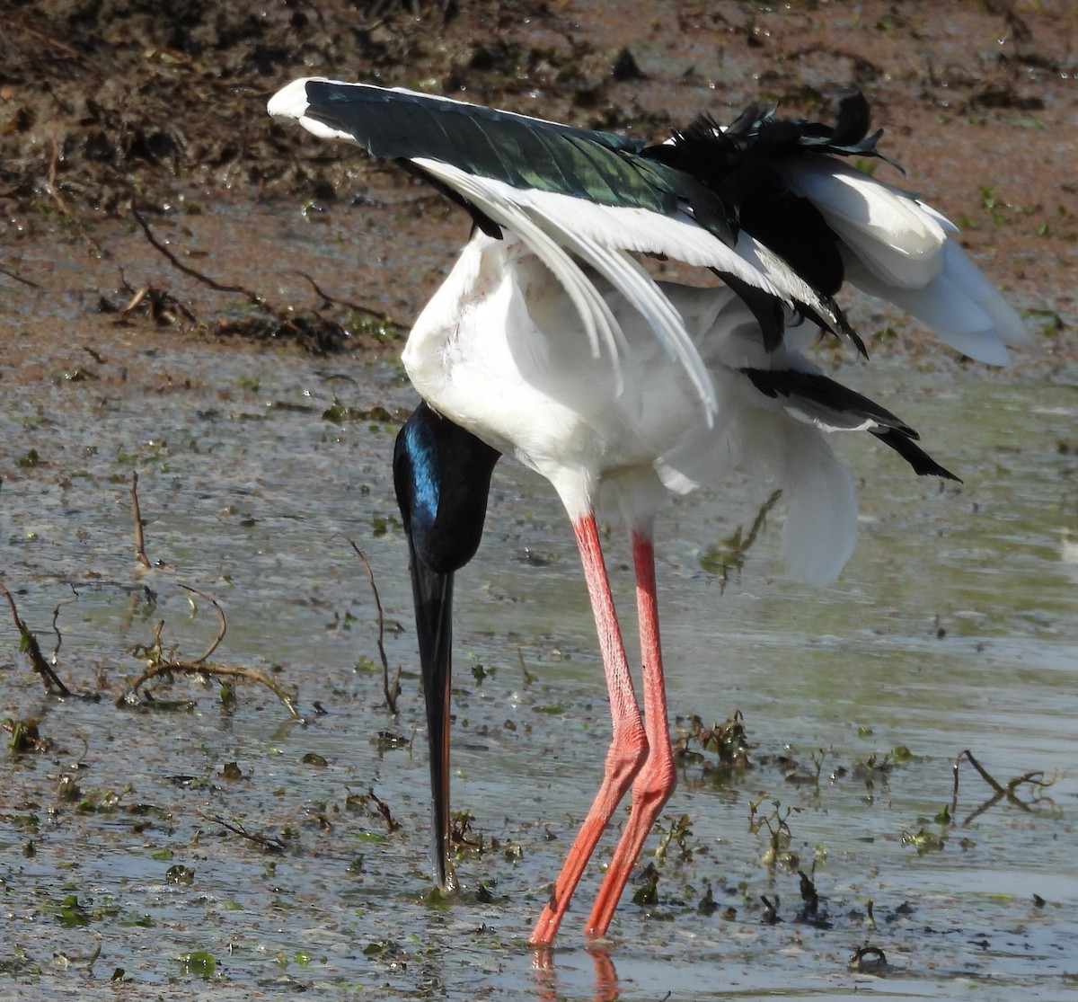 Black-necked Stork - ML640947288