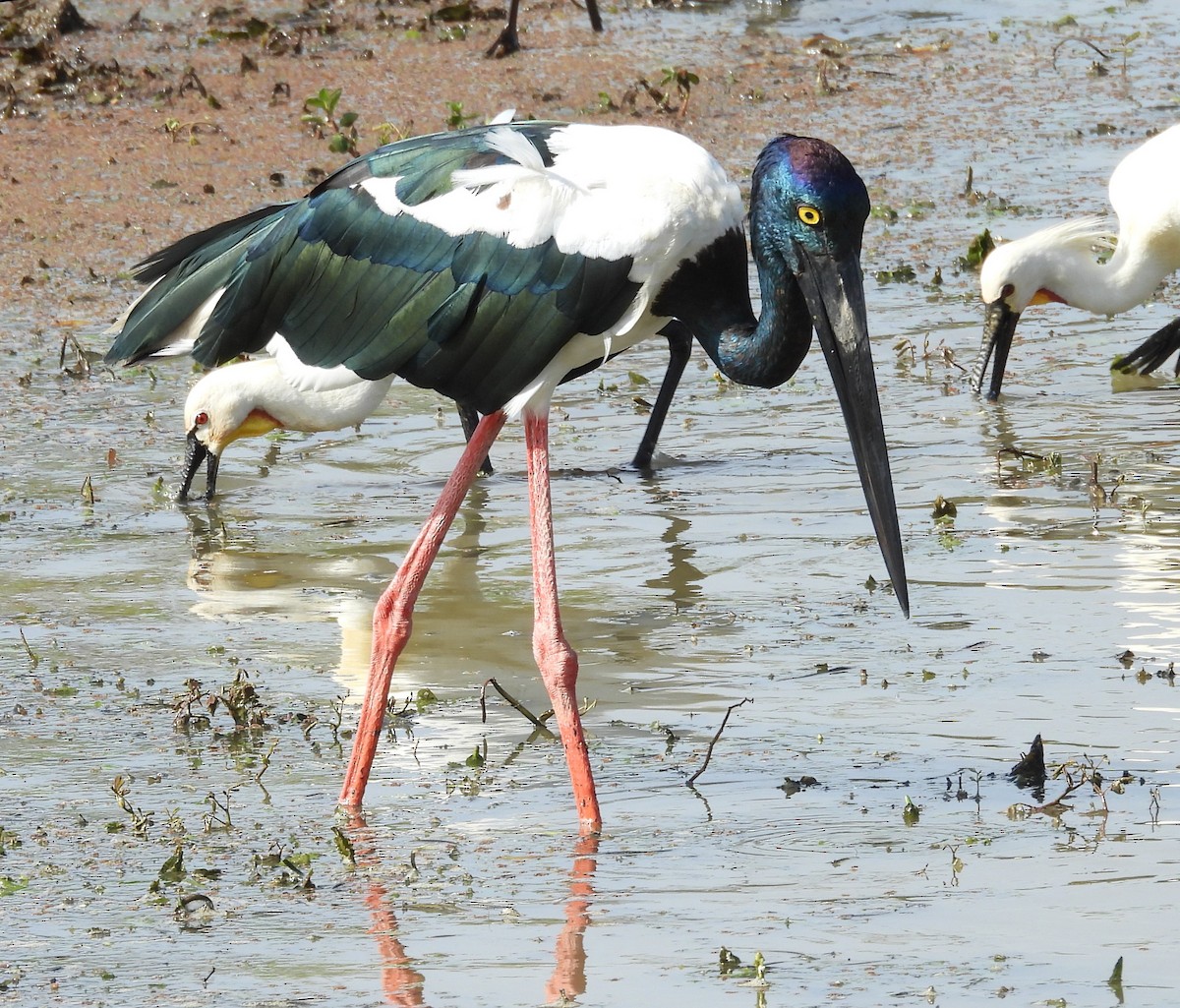 Black-necked Stork - ML640947289