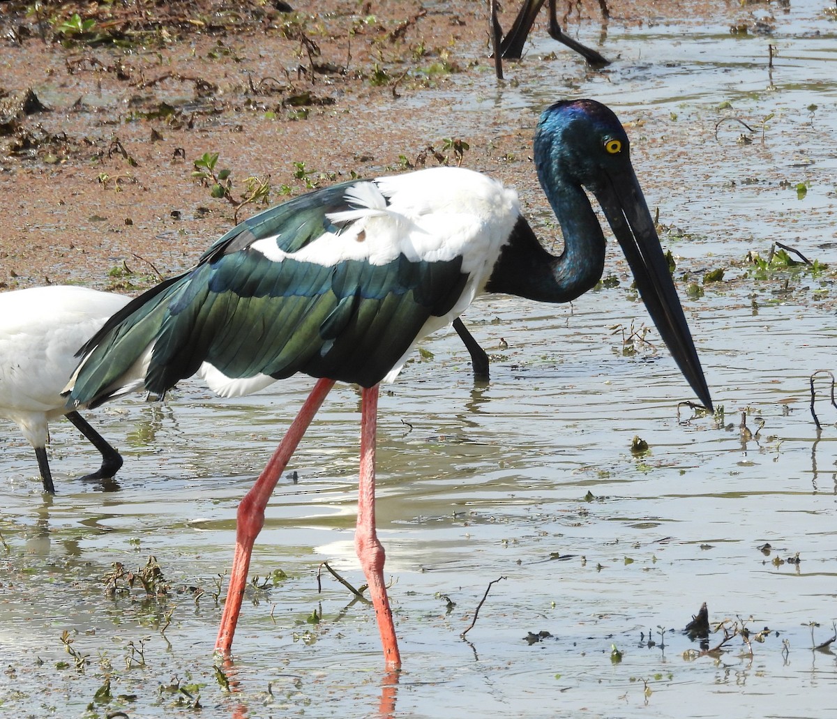 Black-necked Stork - ML640947290