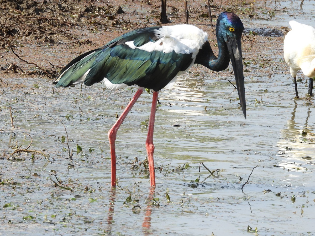 Black-necked Stork - ML640947291