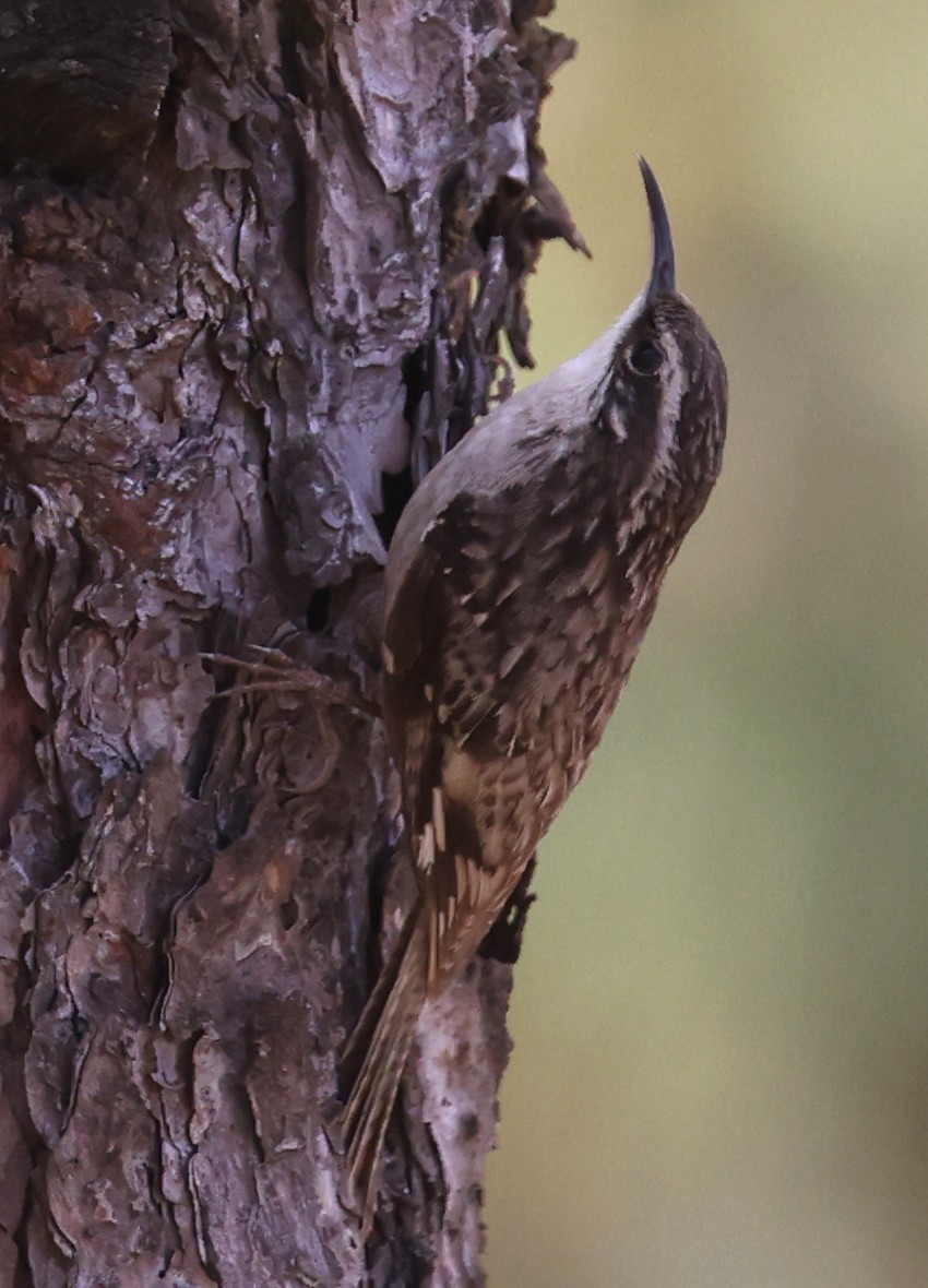 Bar-tailed Treecreeper - ML640947324