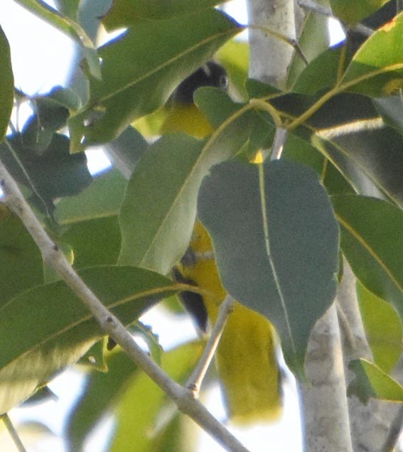 Andaman Bulbul - ML640947335