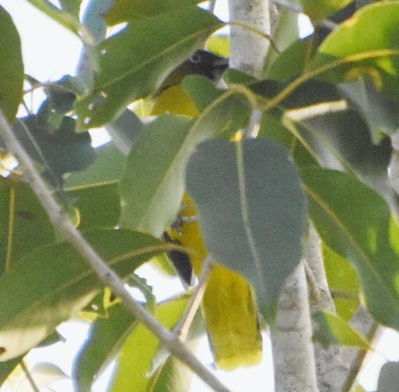Andaman Bulbul - ML640947336