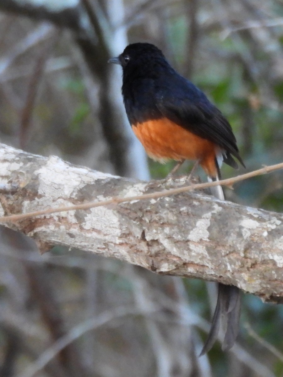 Shama de Ceylan - ML640947363