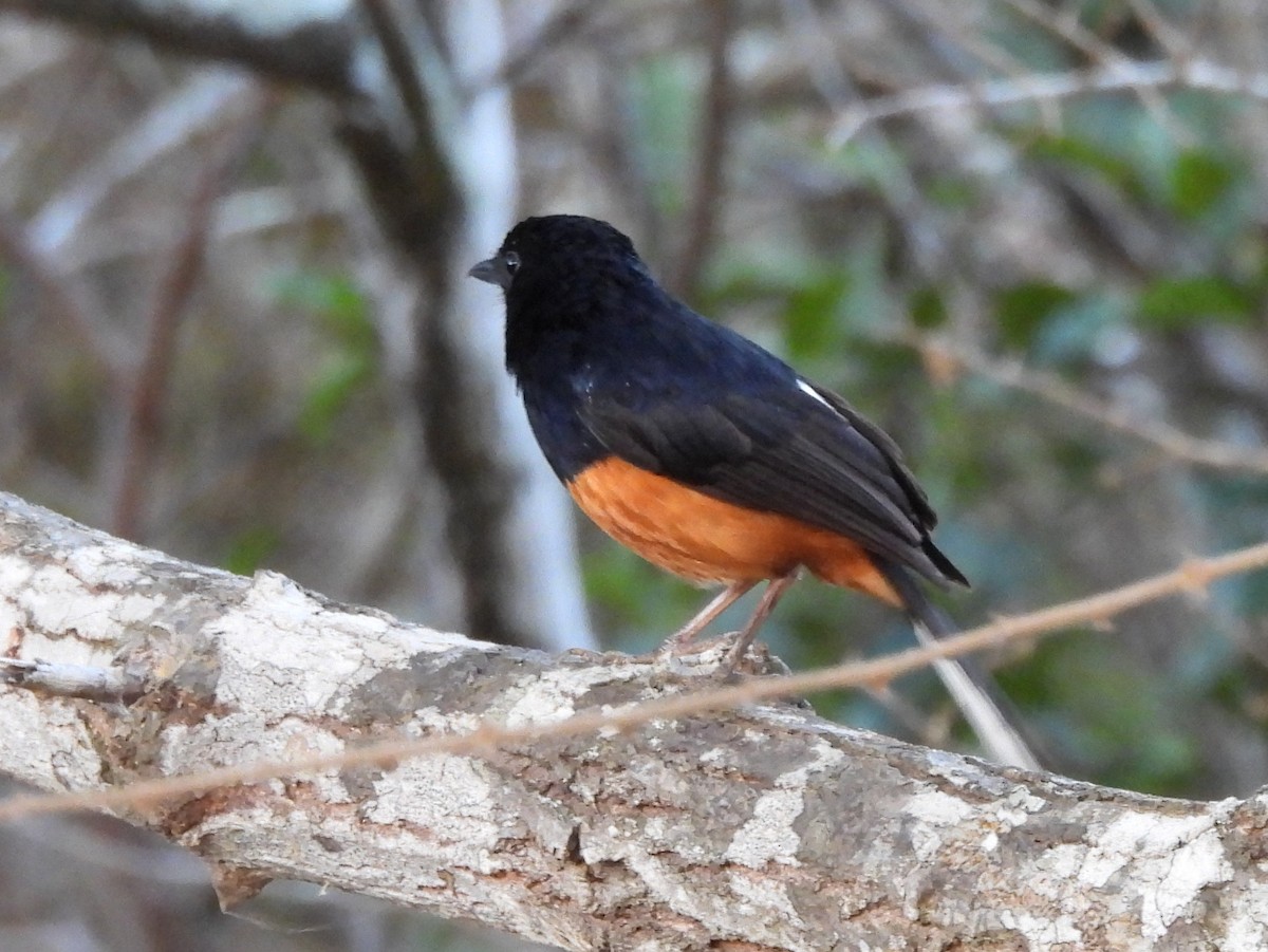 Shama de Ceylan - ML640947364