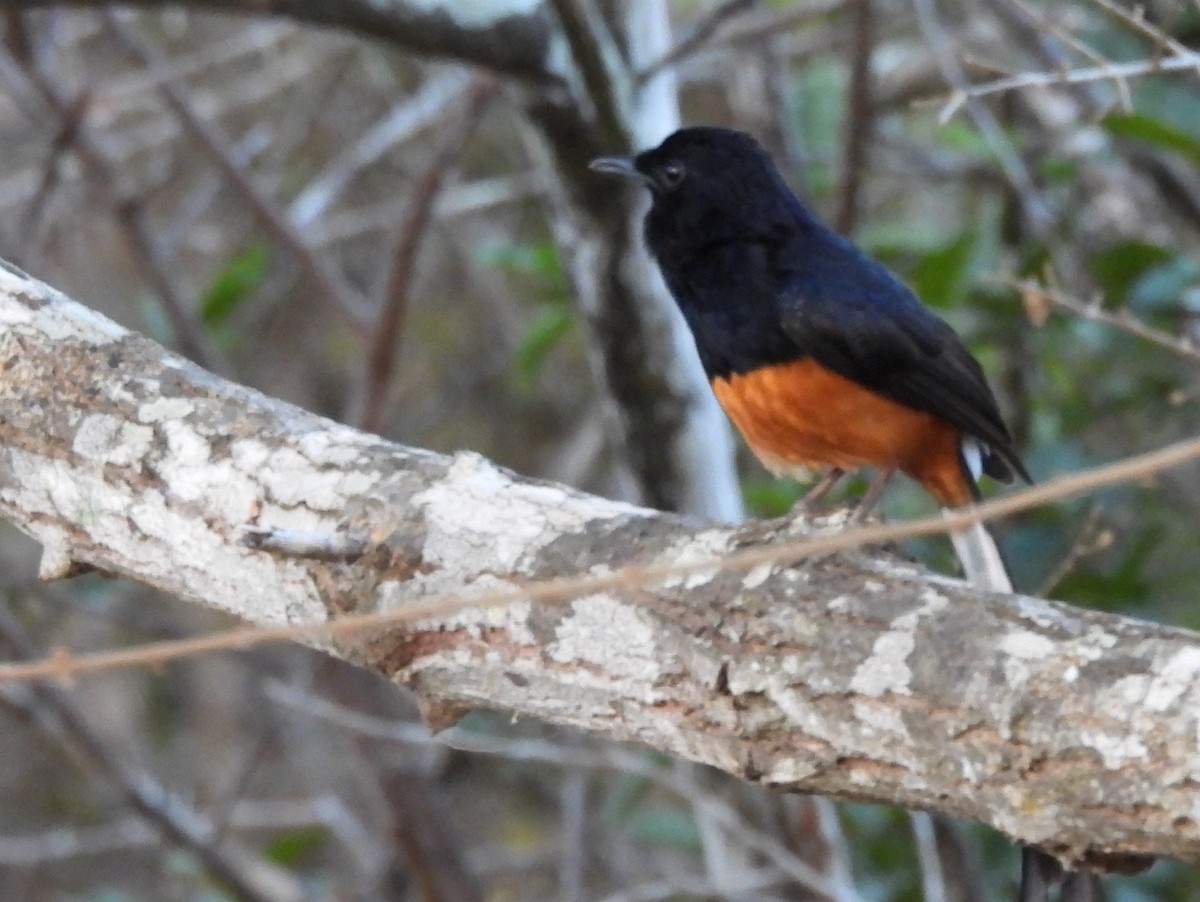 Shama de Ceylan - ML640947365