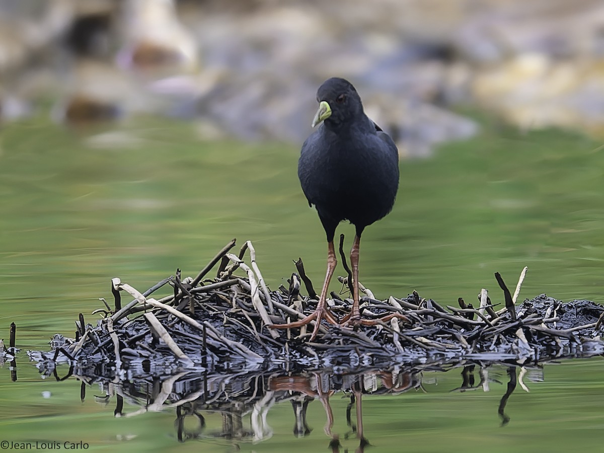 Black Crake - ML640947378