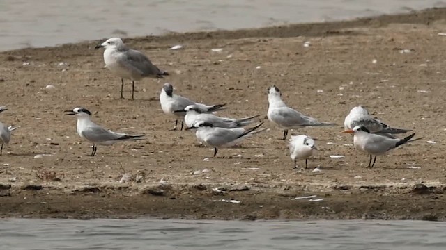 Elegant Tern - ML640947398