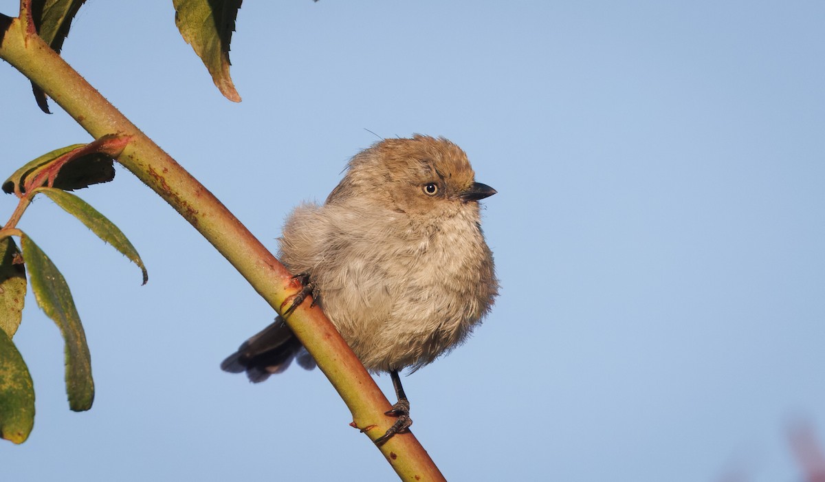 Bushtit - John Callender