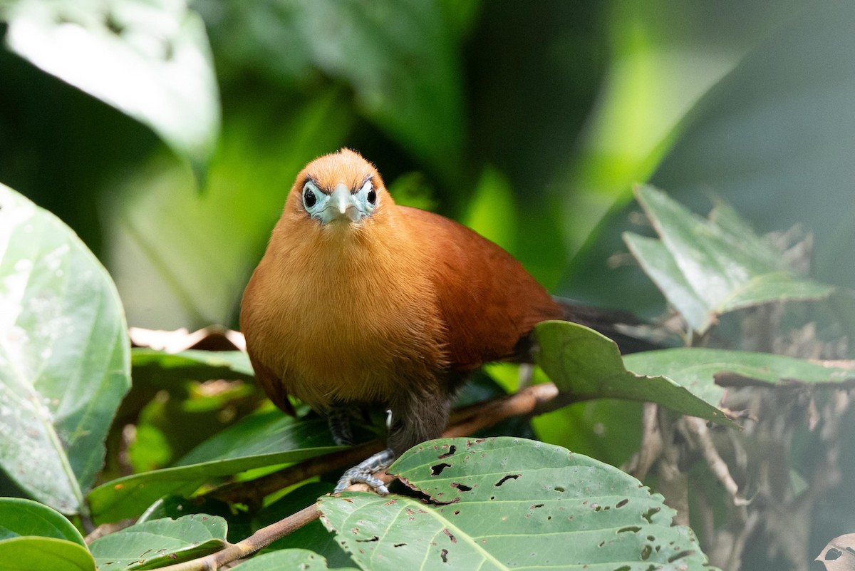 Raffles's Malkoha - ML640947442