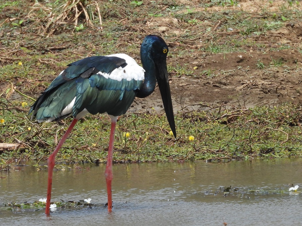 Black-necked Stork - ML640947455