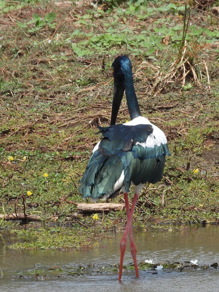 Black-necked Stork - ML640947456