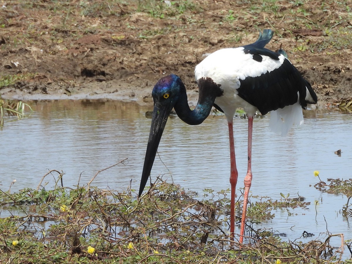 Black-necked Stork - ML640947459