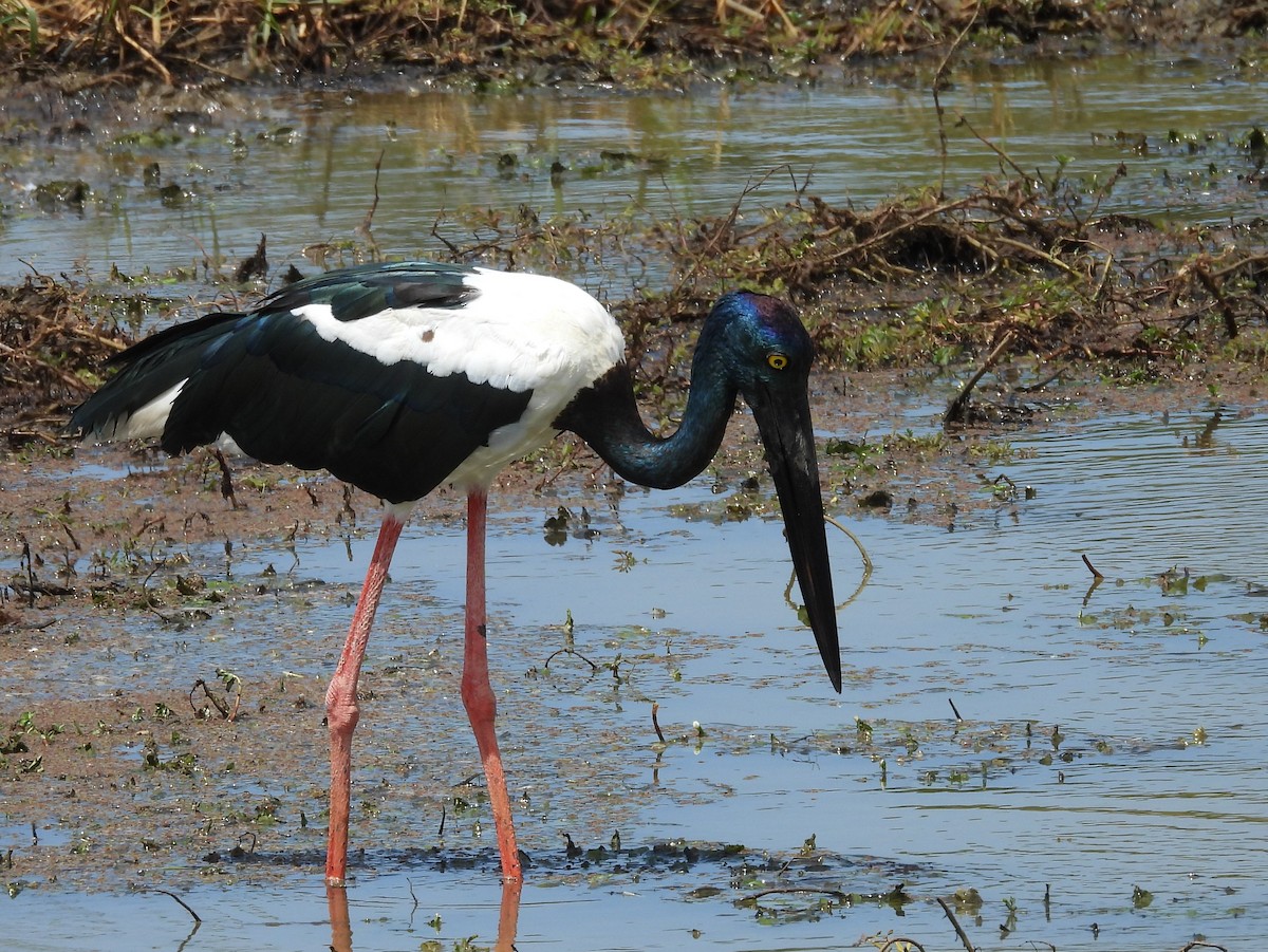 Black-necked Stork - ML640947462