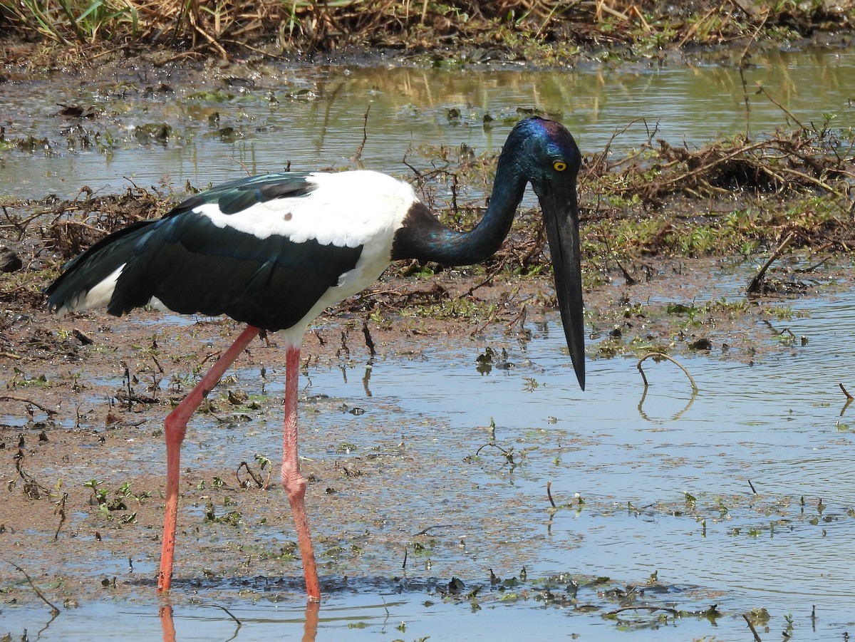 Black-necked Stork - ML640947464
