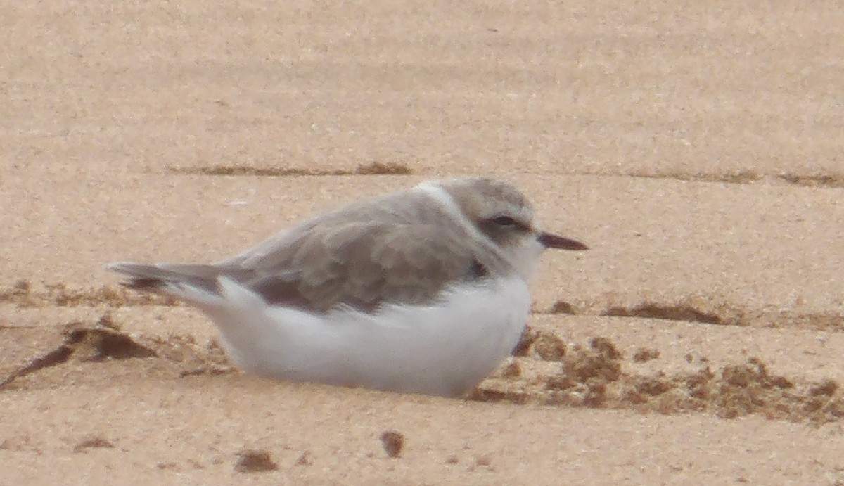 Kentish Plover - ML640947483