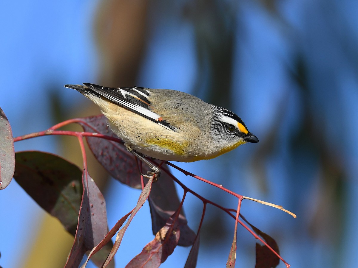 Striated Pardalote - ML640947503