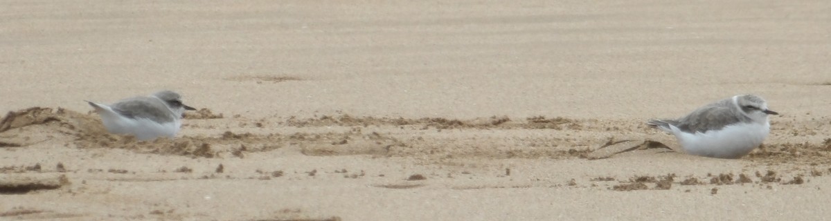 Kentish Plover - ML640947516