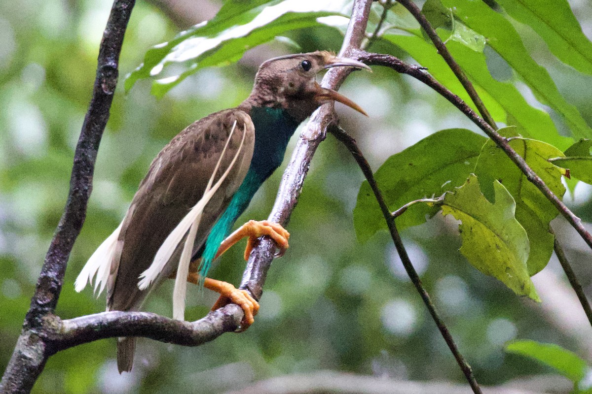 Standardwing Bird-of-Paradise - ML640947607