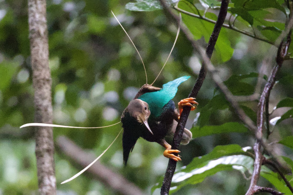 Standardwing Bird-of-Paradise - ML640947611