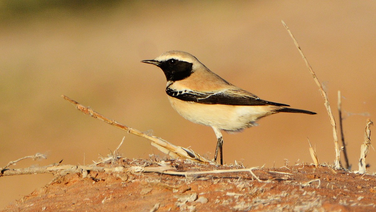 Desert Wheatear - ML640947621