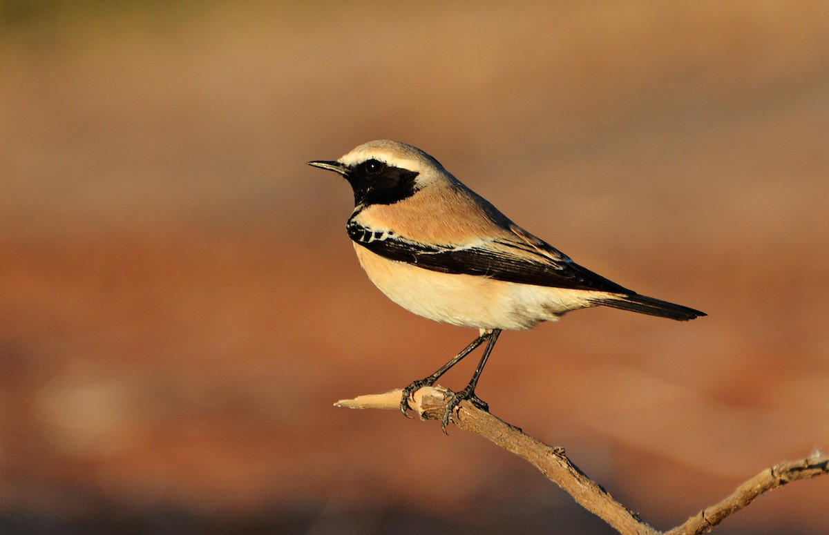 Desert Wheatear - ML640947622