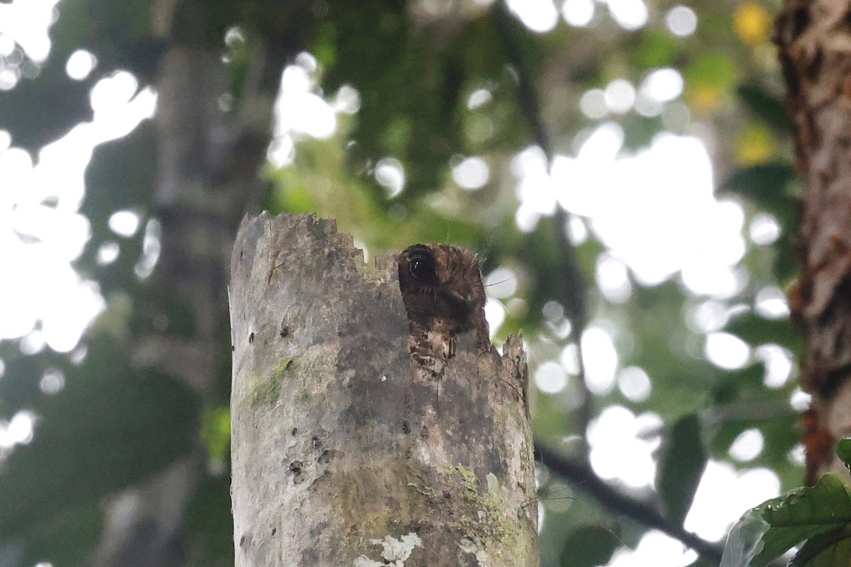 Moluccan Owlet-nightjar - ML640947632