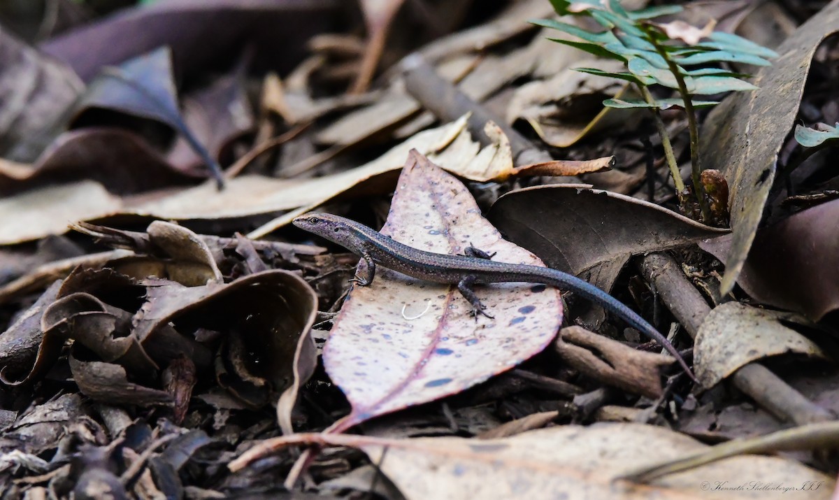Dark-flecked Garden Sunskink - ML640947641