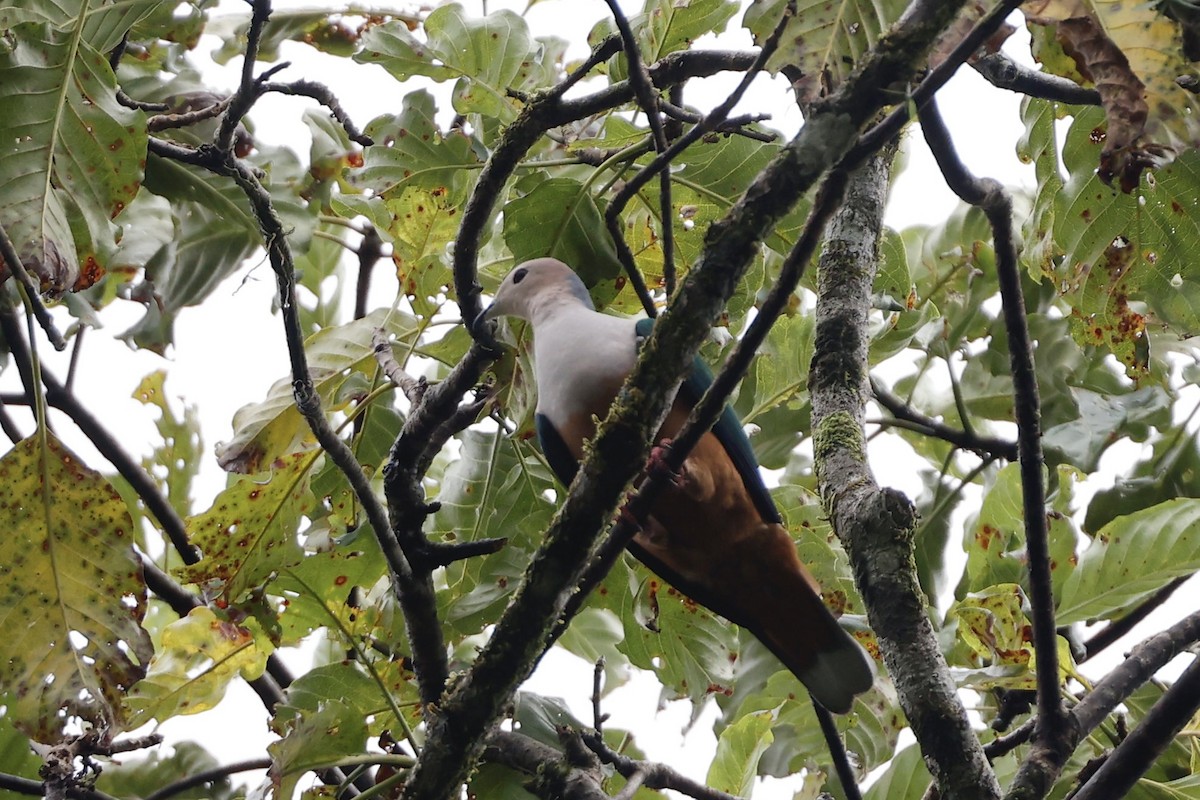Cinnamon-bellied Imperial-Pigeon - ML640947648