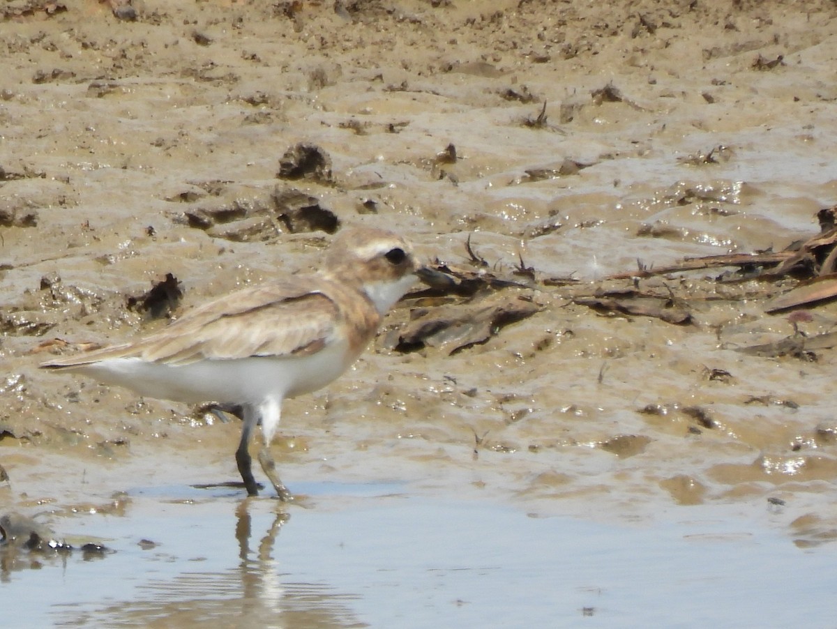 Tibetan Sand-Plover - ML640947657