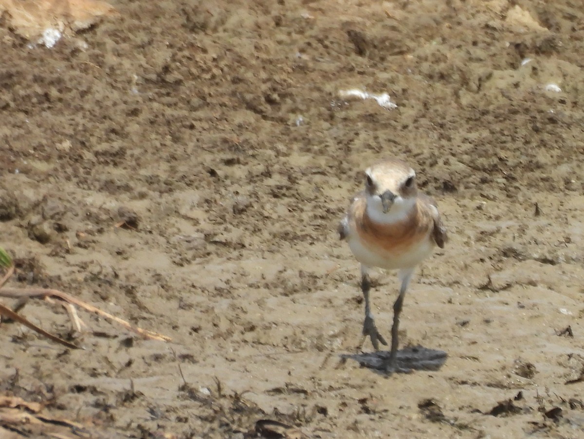 Tibetan Sand-Plover - ML640947660