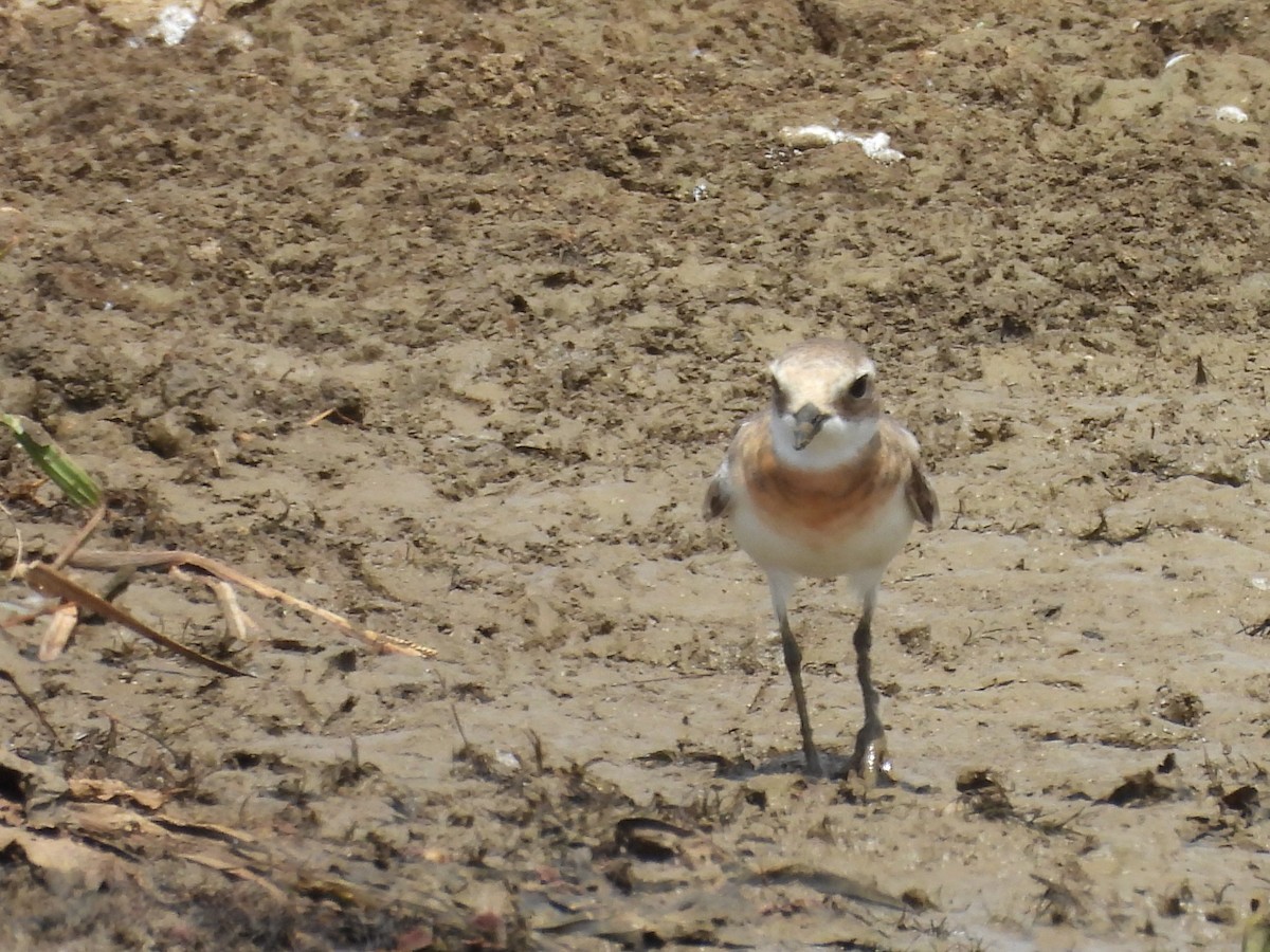 Tibetan Sand-Plover - ML640947661