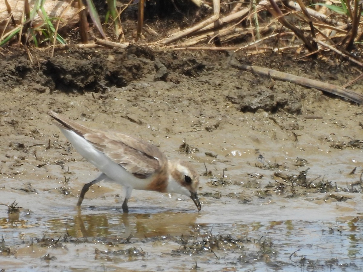 Tibetan Sand-Plover - ML640947662