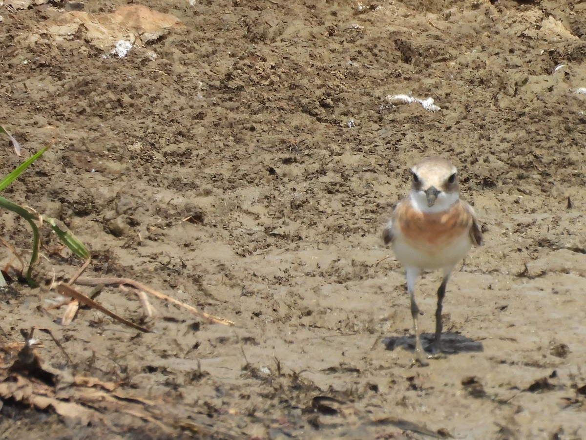 Tibetan Sand-Plover - ML640947663
