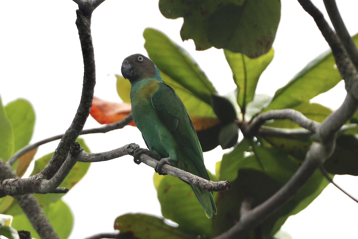 Red-cheeked Parrot - ML640947690