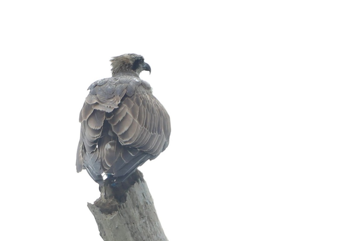 Osprey - ML640947700