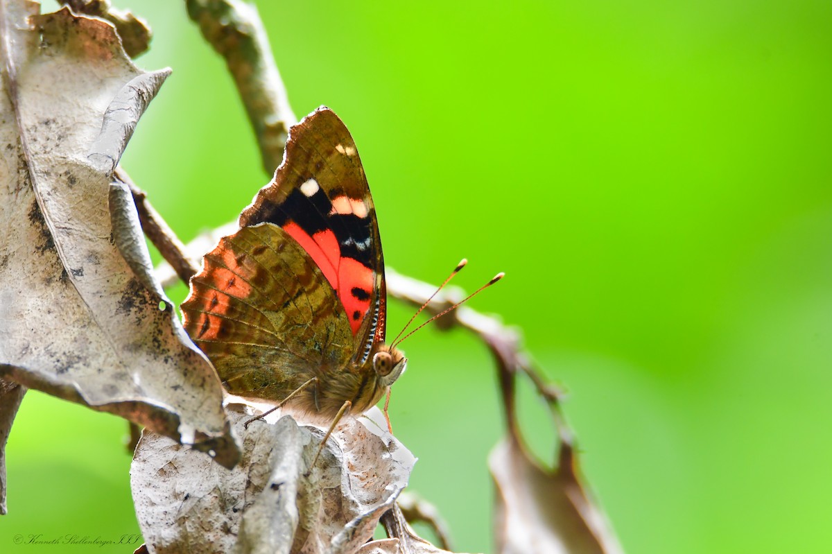 Kamehameha Butterfly - ML640947704