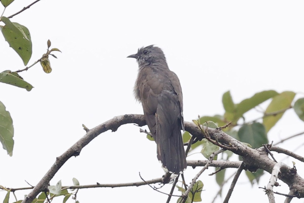 Sahul Brush Cuckoo - ML640947714