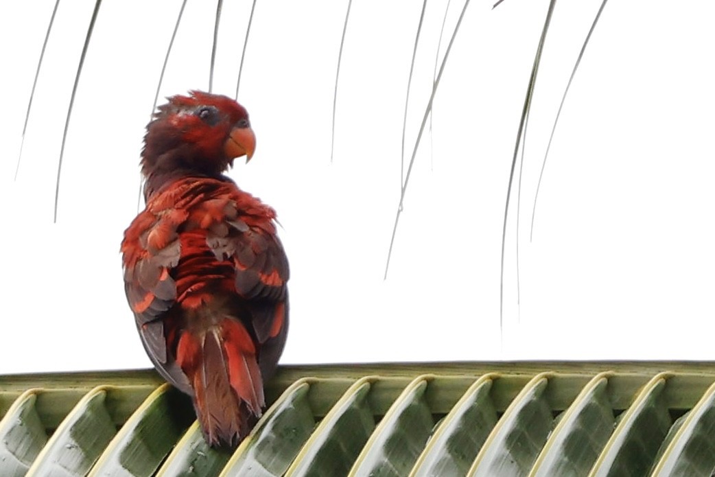 Violet-necked Lory - ML640947720