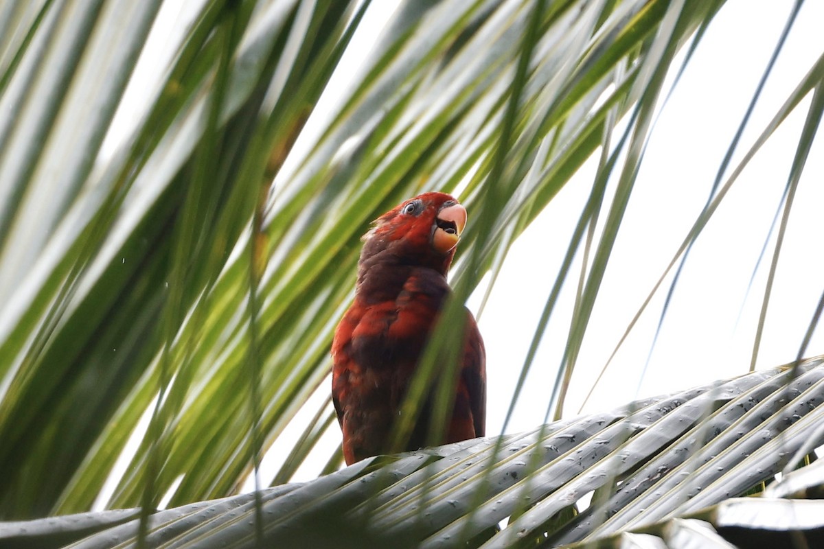 Violet-necked Lory - ML640947721