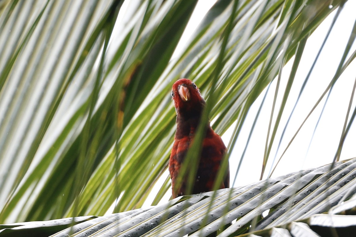 Violet-necked Lory - ML640947722