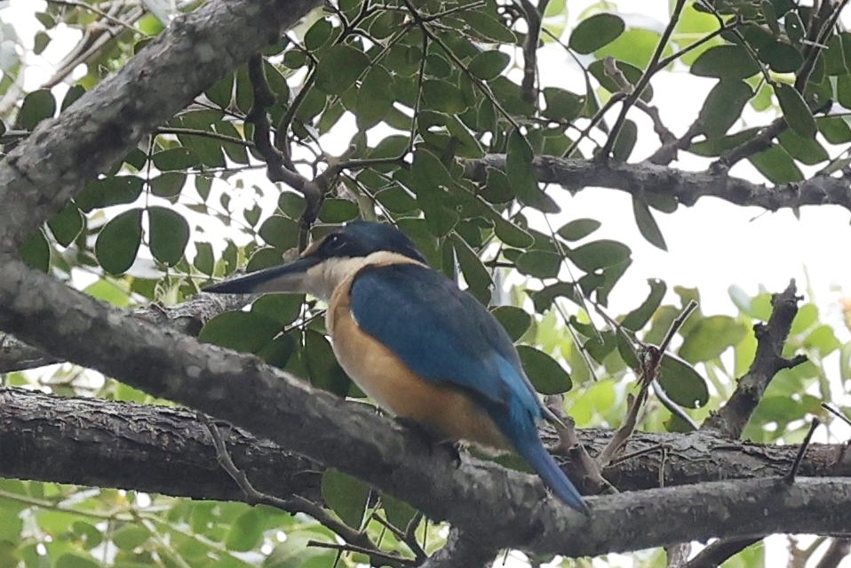 Sacred Kingfisher - ML640947725