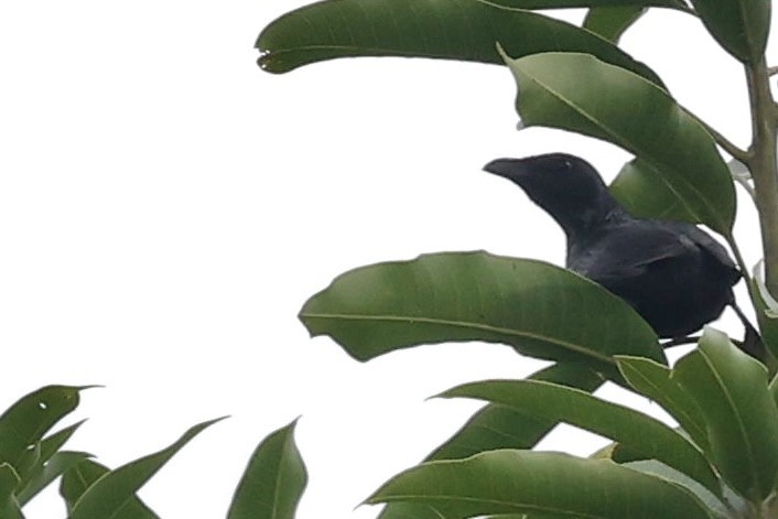 Moluccan Starling - ML640947732