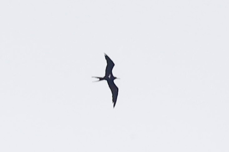 Lesser Frigatebird - ML640947733