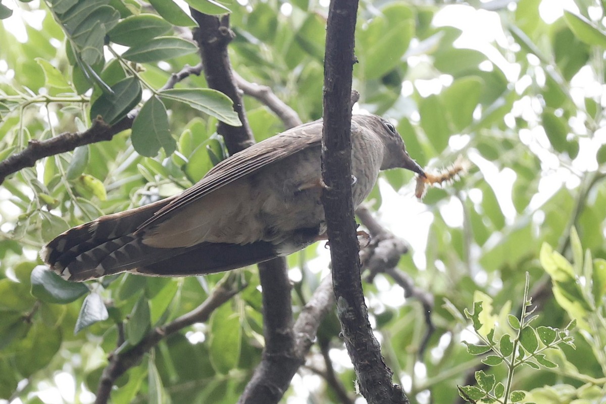 Sahul Brush Cuckoo - ML640947735