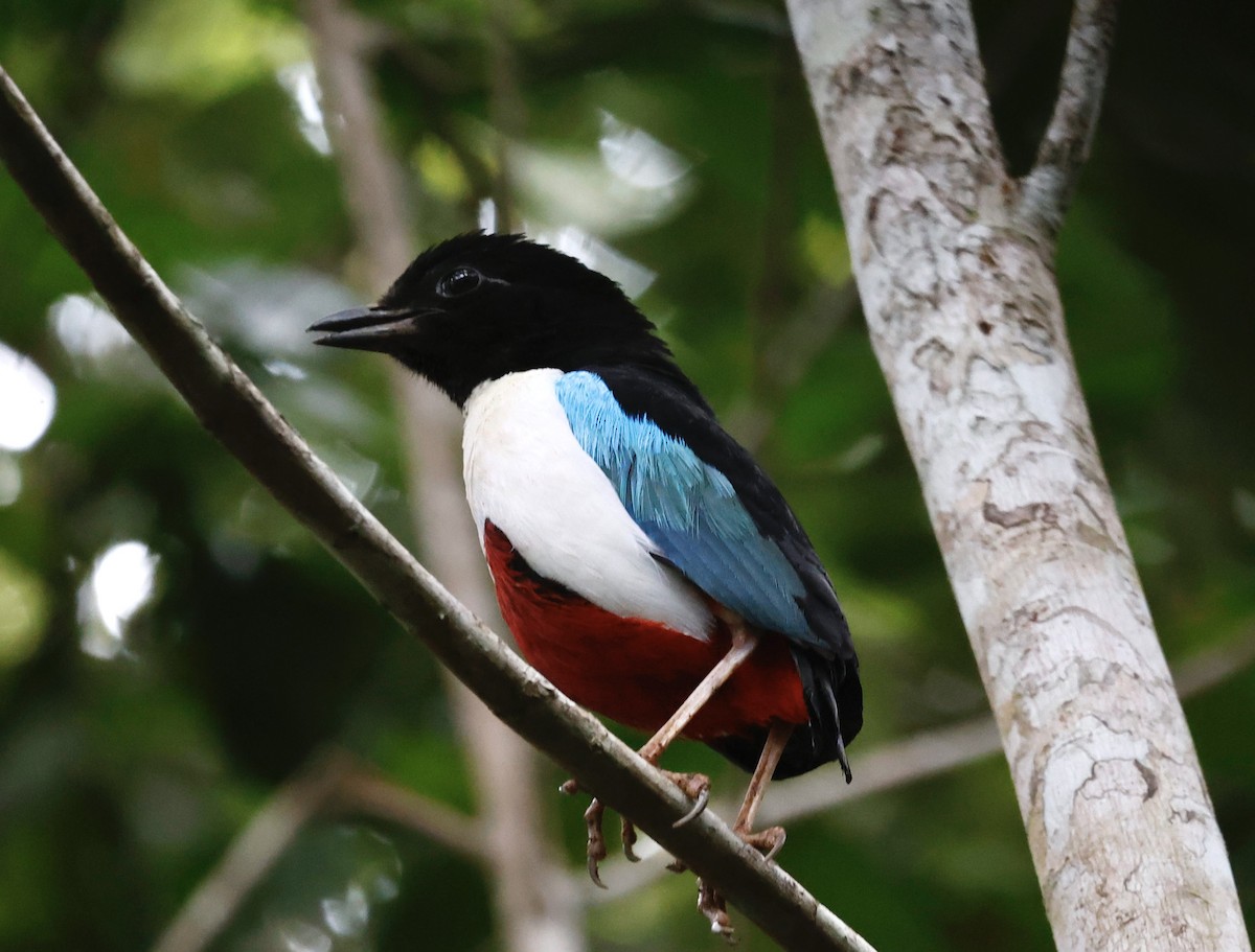 Ivory-breasted Pitta - ML640947742